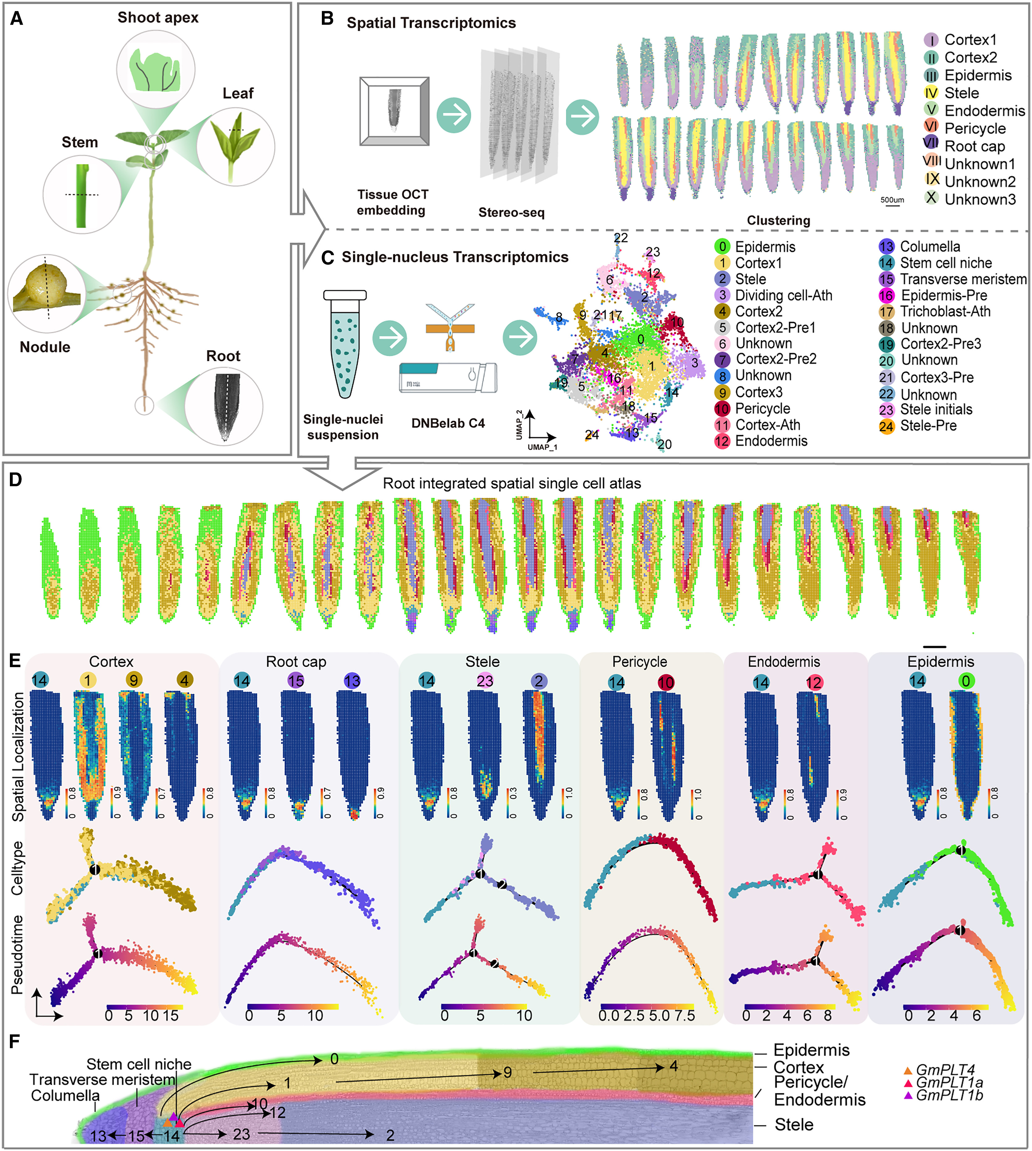 Figure 1. Spatial single-cell atlas of soybean roots.